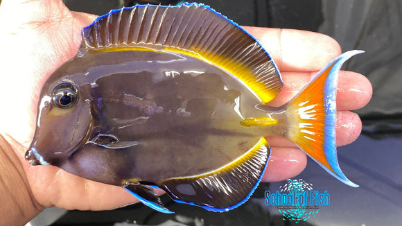 Achilles Hybrid Tang 6"