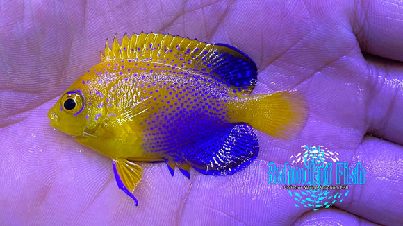 Interuptus Angelfish Captive Bred 2
