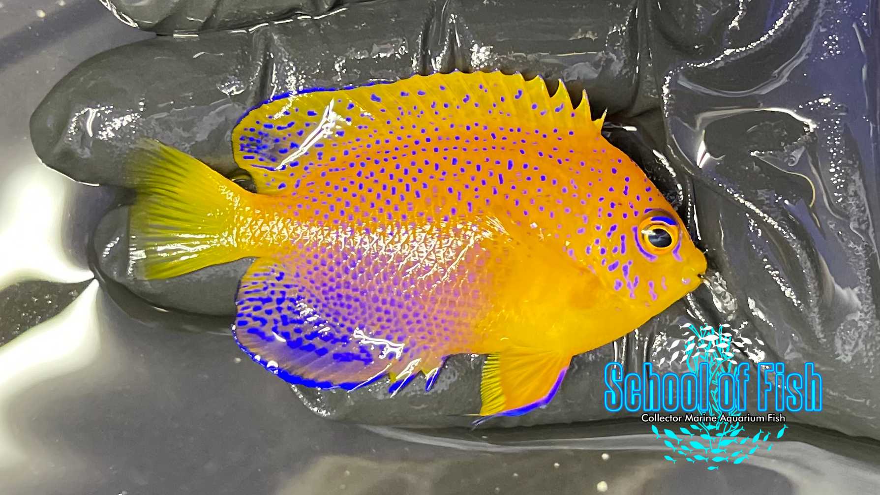 Interuptus Dwarf Angelfish | School of Fish Online Store
