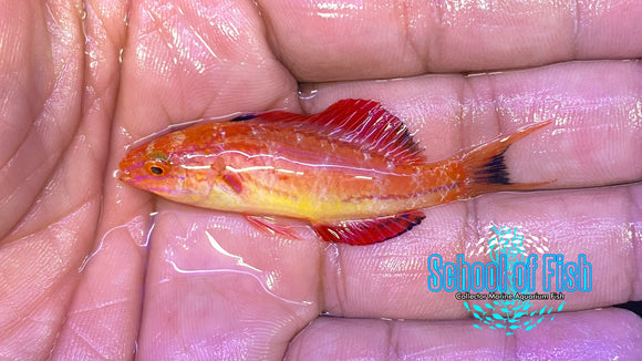 Johnson's Fairy Wrasse Male 2" #1