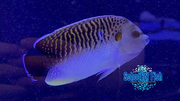 Kingii Angelfish (Eye blemish)
