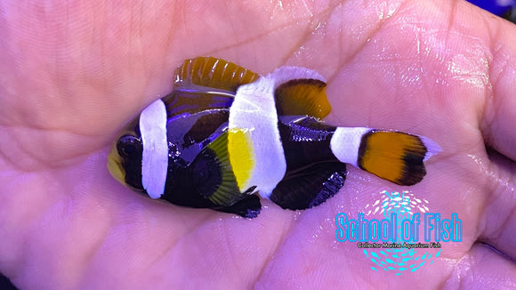Australian Wide Band Anenomefish WILD