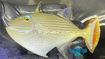 Linespot Triggerfish