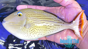 Linespot Triggerfish 7"