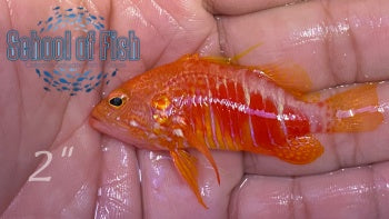 Pelicier's Perchlet 2"