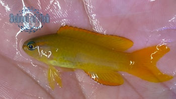 Yellow Assessor 1.5"