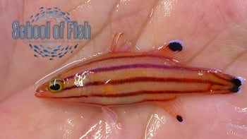 Swissguard Basslet 1.5"