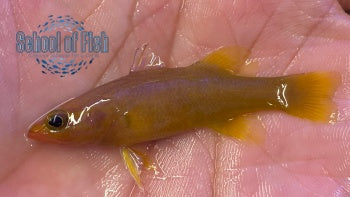 Yellow Tail Reef Basslet 1.5"