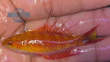 Bell's Flasher Wrasse Male #1 2" ( Paracheilinus Bellae )