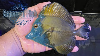 Blue Face Koi Tang #34 4.5-5"