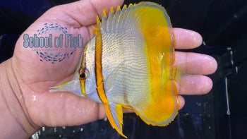 Marginalis Butterfly 4"