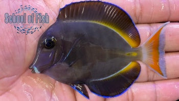 Hybrid Achilles Tang 3"