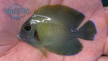 Half-Black Mimic Tang 2.5"