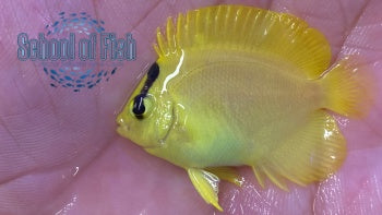 Griffis/Xanthotis Hybrid Angelfish