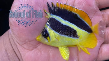 Mitratus Butterfly 3"