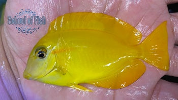 Orange Shoulder Tang Juv. 3"