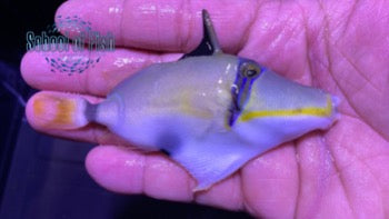Lunula Triggerfish 3"