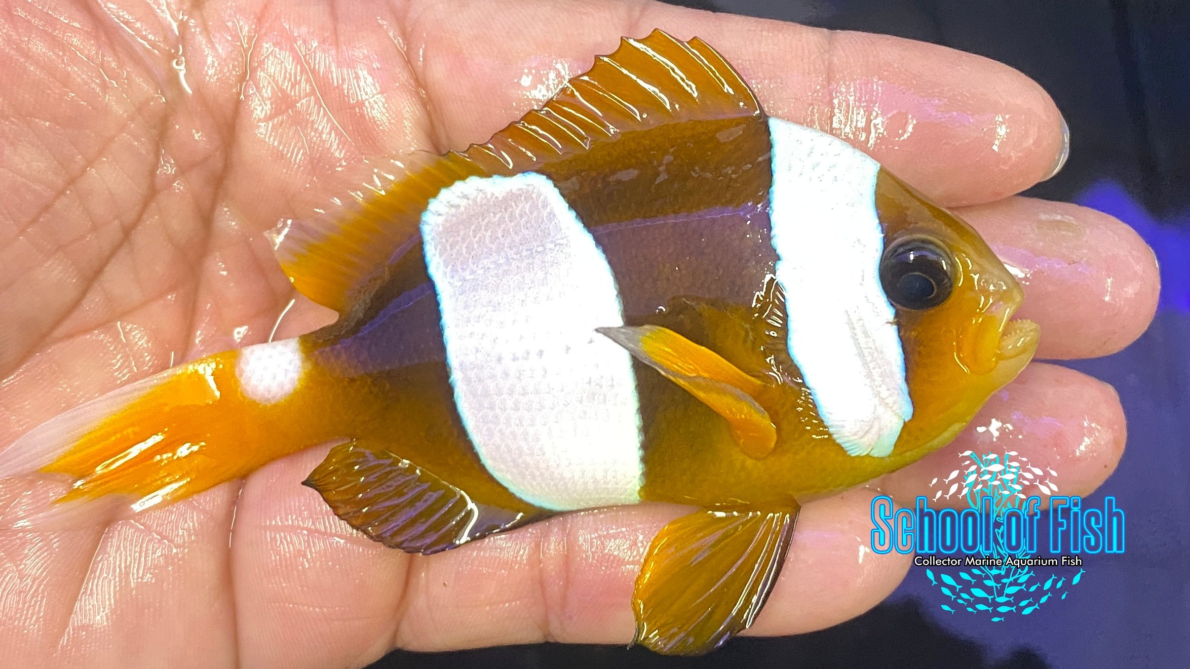 Madagascar Wideband Clownfish Pair