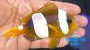 Madagascar Wideband Clownfish Pair-2