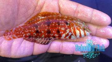 Jeweled Leopard Wrasse Male
