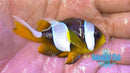 Madagascar Wideband Clownfish Pair-1
