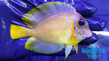 Chocolate Mimic Tang #1