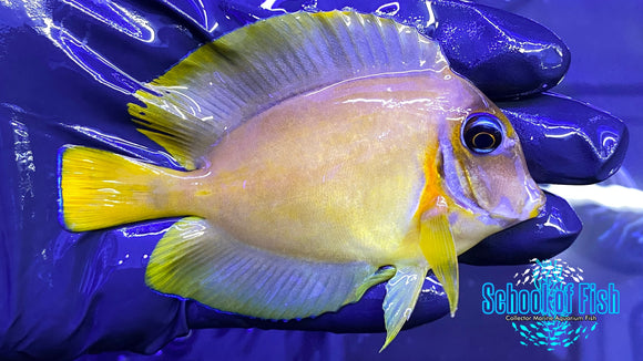 Chocolate Mimic Tang #1