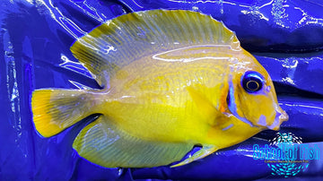 Chocolate Mimic Tang #3