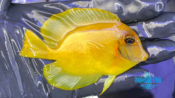 Chocolate Mimic Tang #5