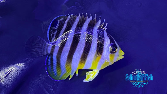 Multibar Angelfish Captive Bred 1