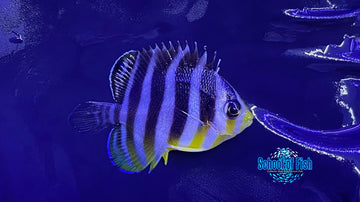 Multibar Angelfish Captive Bred 3