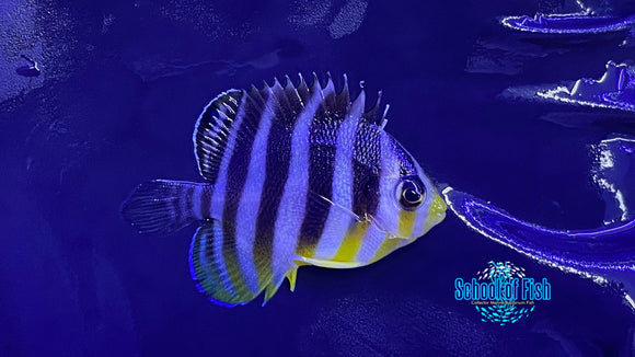 Multibar Angelfish Captive Bred 3