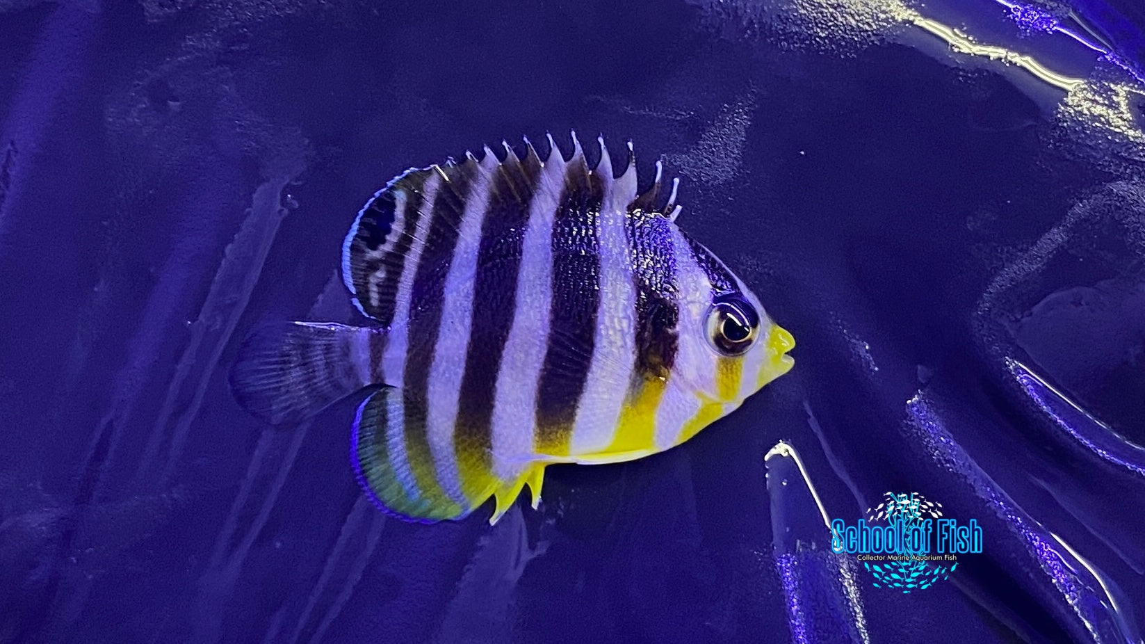 Multibar Angelfish Captive Bred 4 | School of Fish Online Store