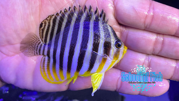 Multibar Dwarf Angelfish