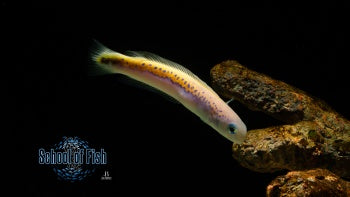 Oreni Tilefish #2 5"