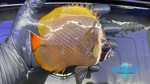 Pakistan Butterflyfish
