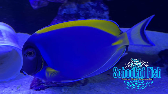 Powder Purple Tang P1