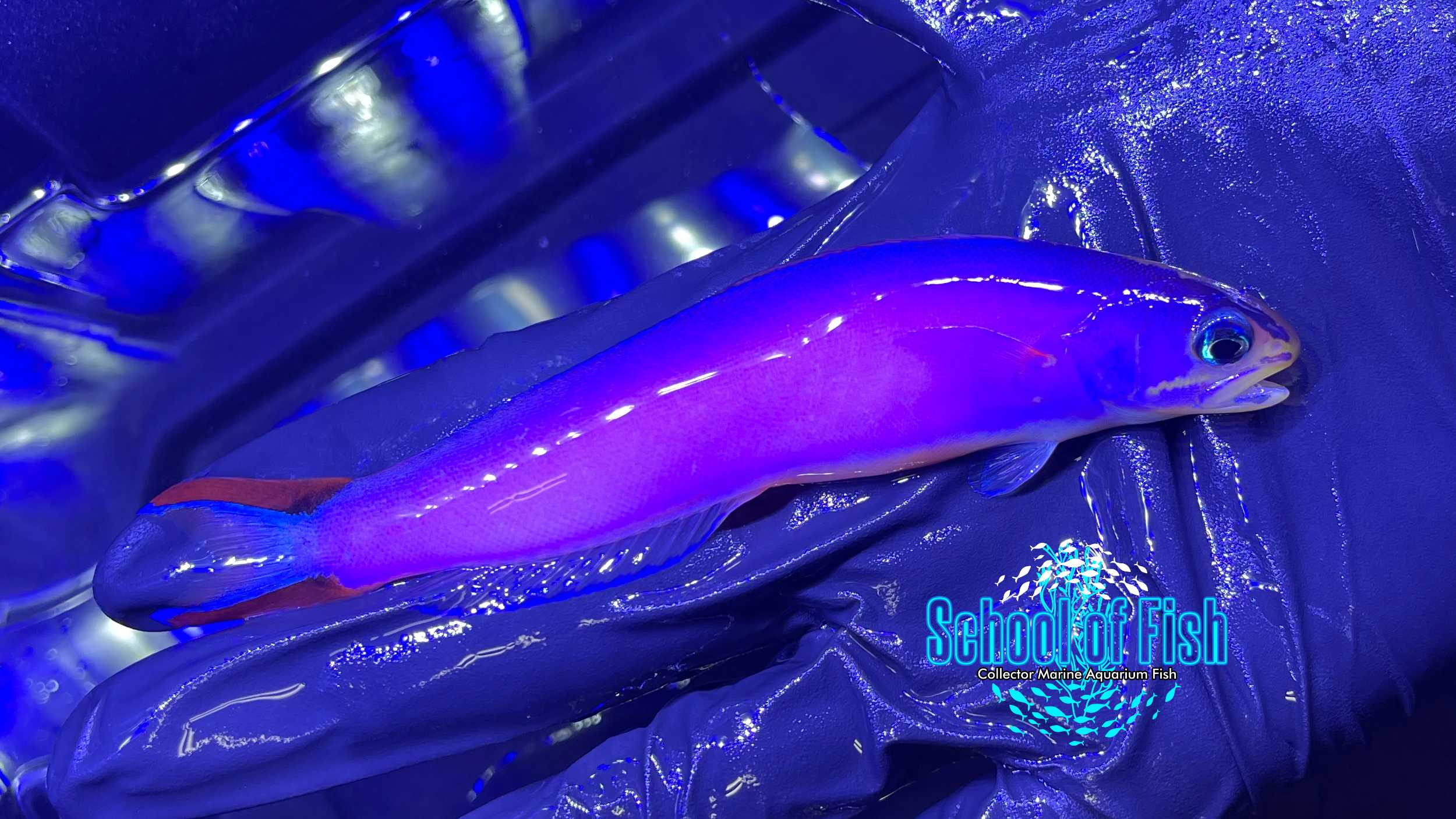 Purple Tilefish P2