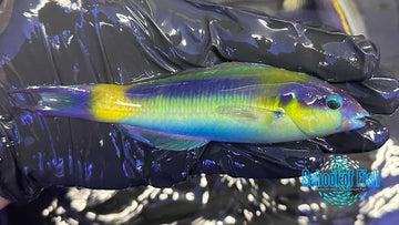 Red Cheek Wrasse Male