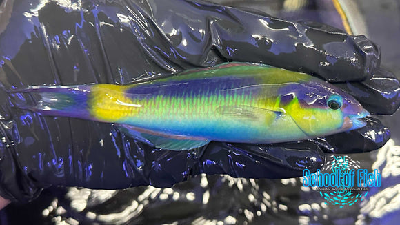 Red Cheek Wrasse Male