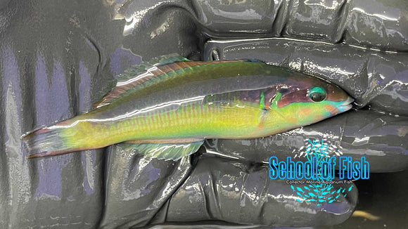 Red Cheek Wrasse Sub-adult