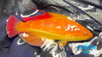 Fiji Red Tail Flasher Supermale R6