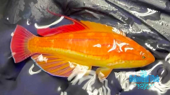 Fiji Red Tail Flasher Supermale R6