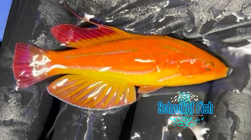 Fiji Red Tail Flasher Supermale R5