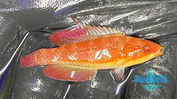 Fiji Red Tail Flasher Sub-Adult Male R4