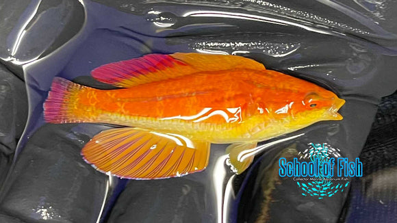 Fiji Red Tail Flasher Supermale R2