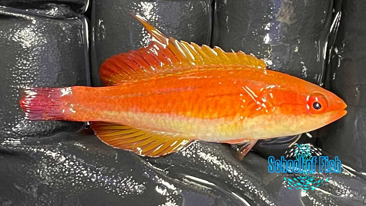 Fiji Red Tail Flasher Sub-Adult Male R1