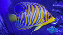 Misbar Red Sea Regal Angelfish 2-1