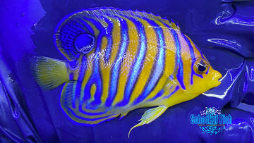 Misbar Red Sea Regal Angelfish 2