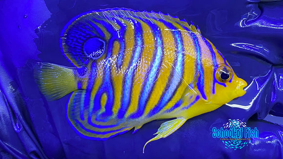 Misbar Red Sea Regal Angelfish 2